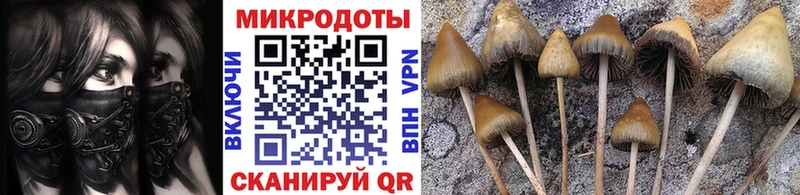 Галлюциногенные грибы Psilocybine cubensis  Куртамыш 